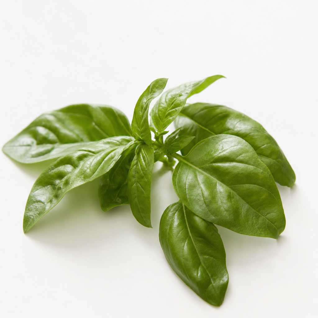 Basil