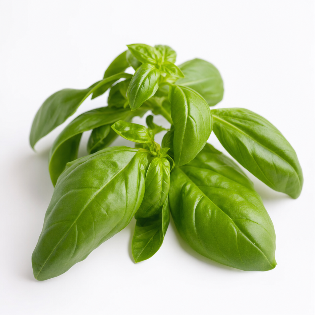 Basil
